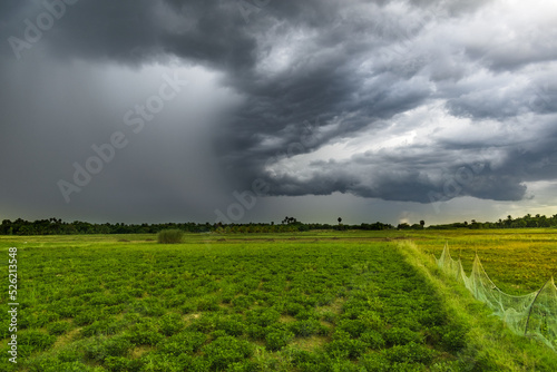 storm clouds over the peanut field