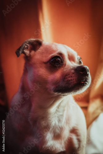 Pug chihuahua chug dog photo