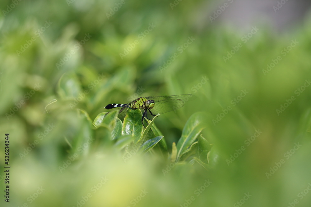 A female eastern pondhawk dragonfly among the leaves A female eastern pondhawk dragonfly among the leaves