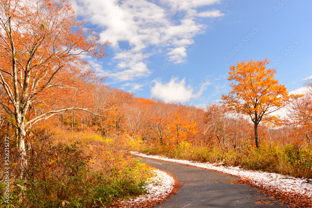 秋色の峠道　紅葉