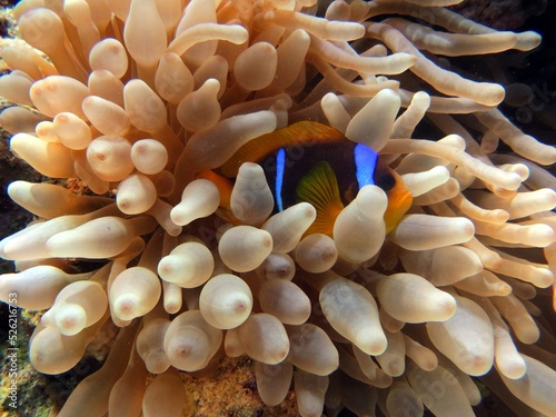 Obraz na plátně red sea anemone