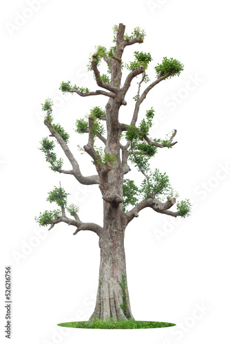 isolated tree on white background isolated tropical tree used for advertising and architecture design