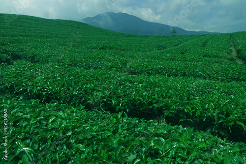 green solok tea garden