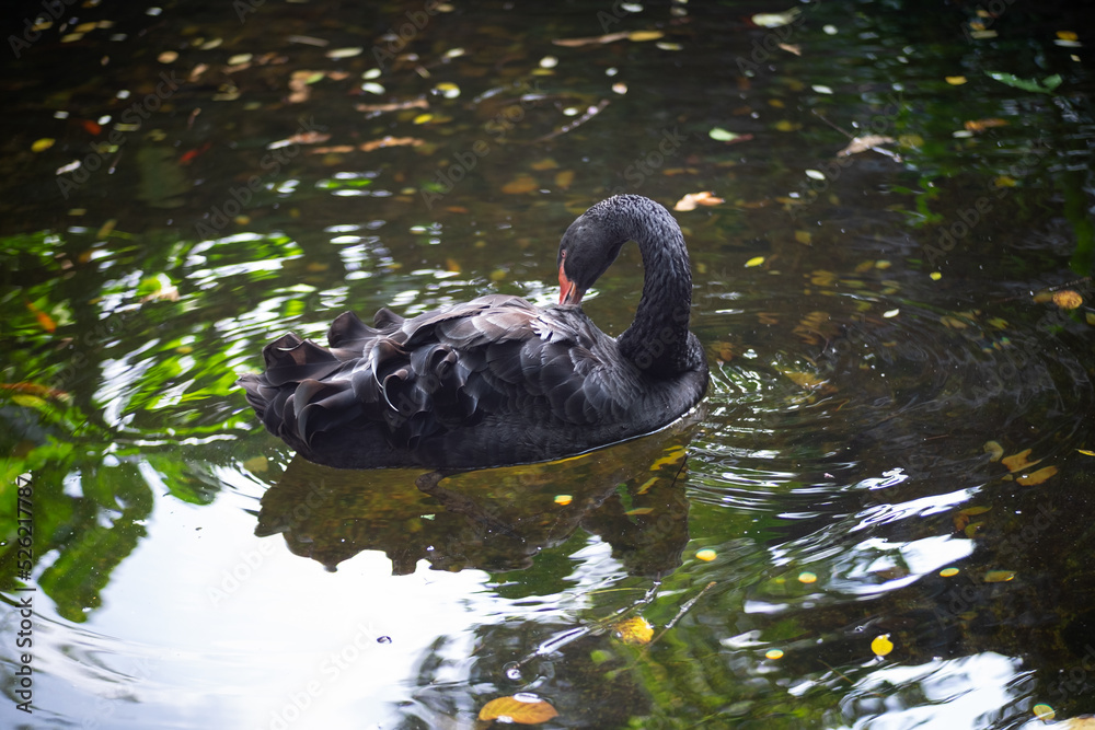 Fototapeta premium The black swan Cygnus Stratus swims in the pool during summer.