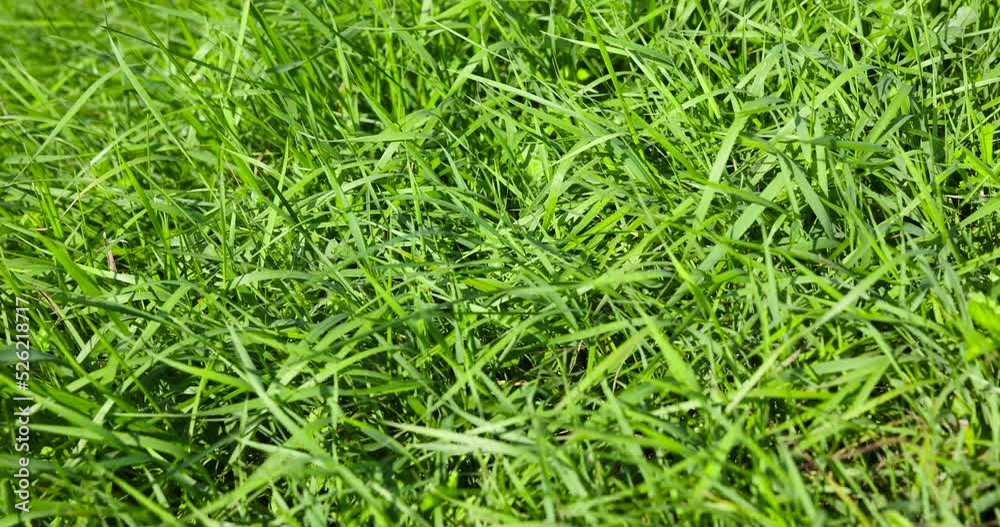 Green repeatedly mown grass in the meadow, moving from the wind green grass in the field in summer Green repeatedly mown grass in the meadow, moving from the wind green grass in the field in summer
