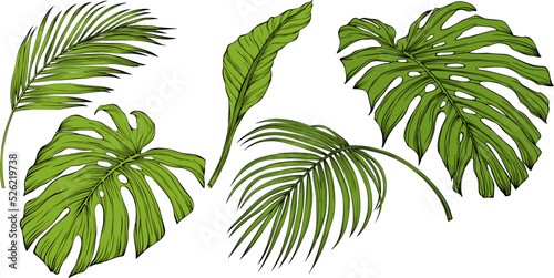 Leaves isolated on white. Tropical leaves. Hand drawn vector illustration