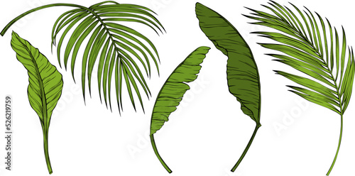 Leaves isolated on white. Tropical leaves. Hand drawn vector illustration