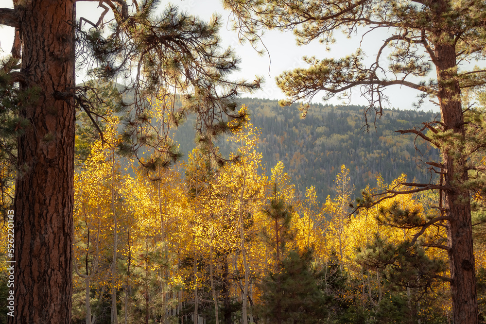 Golden yellow autumn tree forest at the Humphreys Peak in Flagstaff Arizona