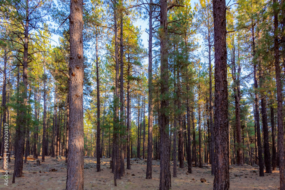 Pine tree woods forest and meadow at the Humphreys Peak in Flagstaff Arizona Pine tree woods forest and meadow at the Humphreys Peak in Flagstaff Arizona