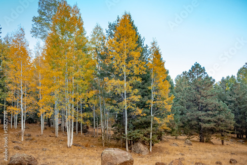 Golden yellow autumn tree forest and grass meadow at the Humphreys Peak in Flagstaff Arizona photo