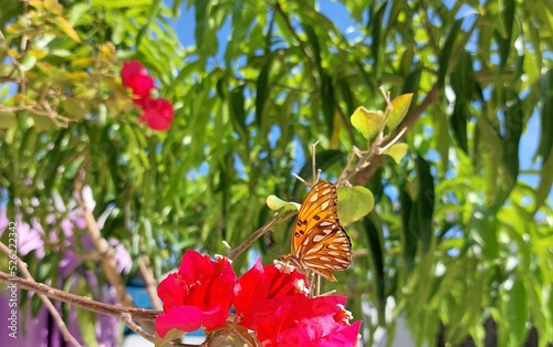 Borboleta laranja pousando na flor rosa. Dia de Sol, borboleta pousa em flores rosas no jardim. photo