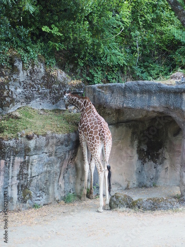Canvas Print Giraffes in Zoo