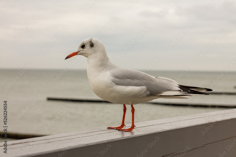 Naklejka premium A seagull sits on the embankment of the Baltic Sea. sea birds. Baltic seagulls. Zelenogradsk