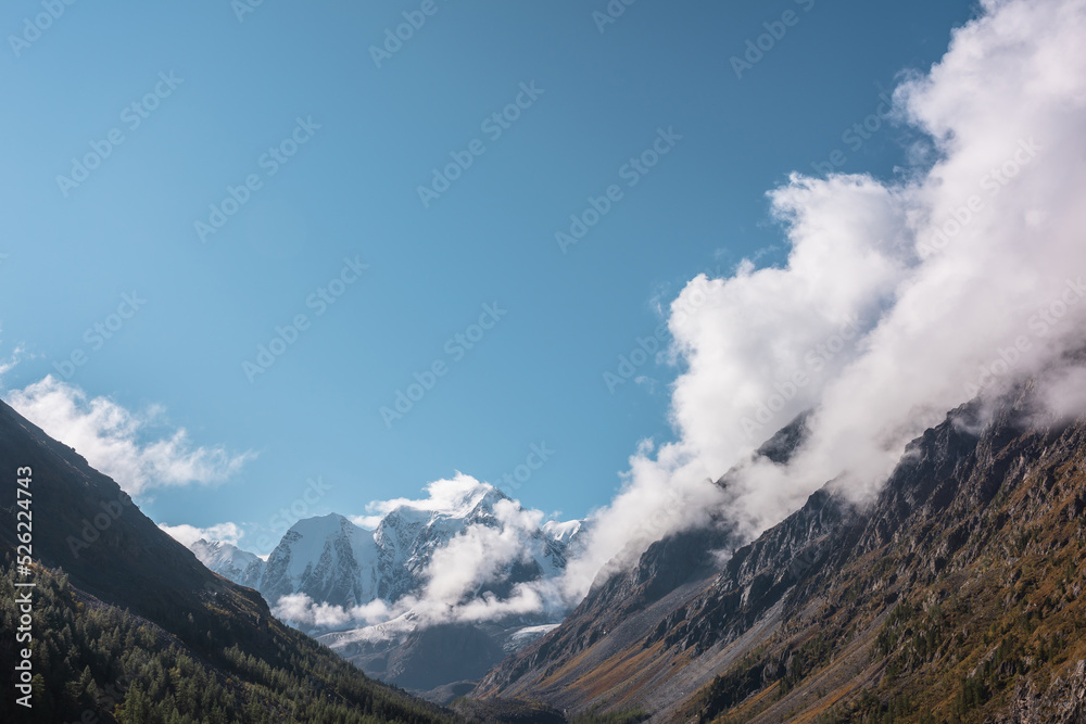 Scenic landscape with forest in autumn mountain valley against large snow mountains in low clouds in morning sunlight. Spruces on hillside with view to sunlit high snowy mountain range in low clouds. Scenic landscape with forest in autumn mountain valley against large snow mountains in low clouds in morning sunlight. Spruces on hillside with view to sunlit high snowy mountain range in low clouds.
