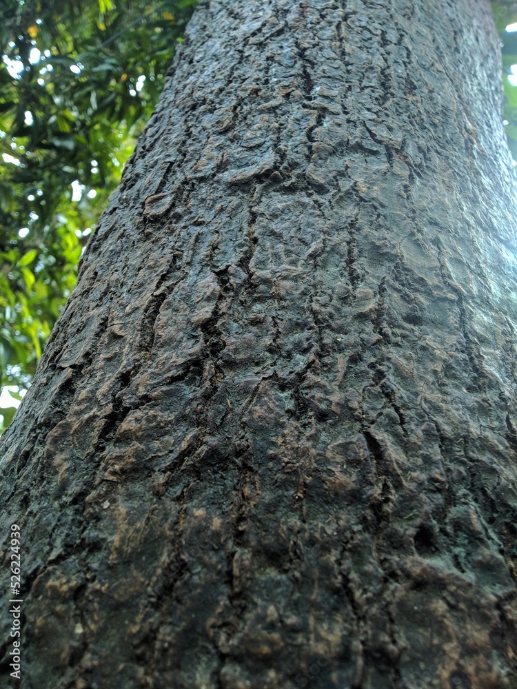tree bark texture or bark of a tree tree bark texture or bark of a tree