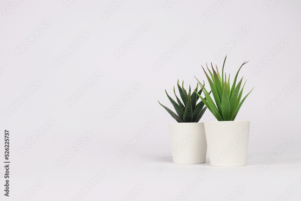 nature potted succulent plant in white flowerpot in front of white background banner with green cactus and cacti is called haworthia and century plant in desert
