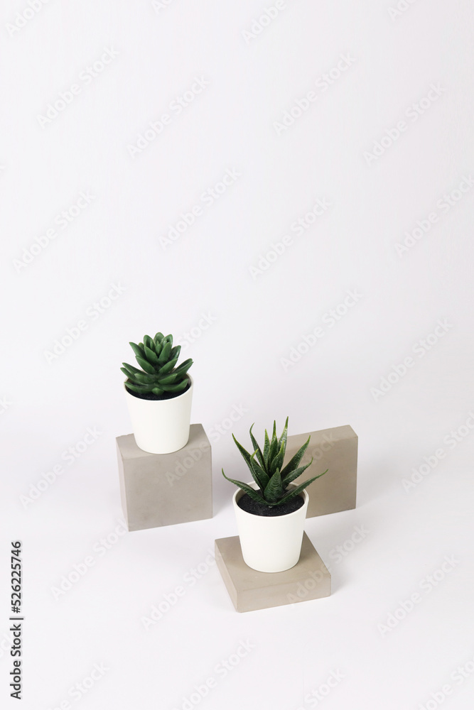 nature potted succulent plant in white flowerpot on the raw concrete cement stone in front of white background and banner with green cactus and cacti is called pachyphytum and haworthia in desert nature potted succulent plant in white flowerpot on the raw concrete cement stone in front of white background and banner with green cactus and cacti is called pachyphytum and haworthia in desert