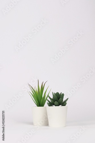nature potted succulent plant in white flowerpot in front of white background banner with green cactus and cacti is called century plant and pachyphytum in desert