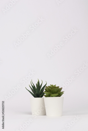 nature potted succulent plant in white flowerpot in front of white background banner with green cactus and cacti is called haworthia and echeveria in desert