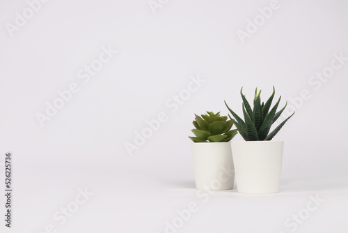 nature potted succulent plant in white flowerpot in front of white background banner with green cactus and cacti is called echeveria and haworthia in desert