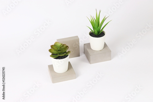 nature potted succulent plant in white flowerpot on the raw concrete cement stone in front of white background and banner with green cactus and cacti is called echeveria and century plant in desert © Daydreamaster