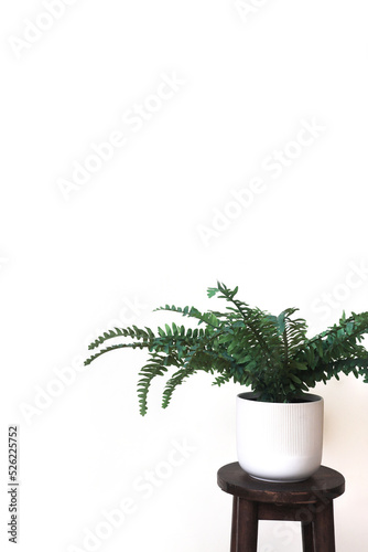 nature indoor green potted plant in white flowerpot on wooden chair isolated on white wall background