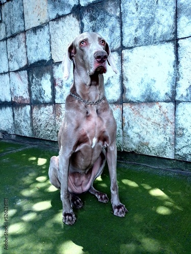 Weimaraner