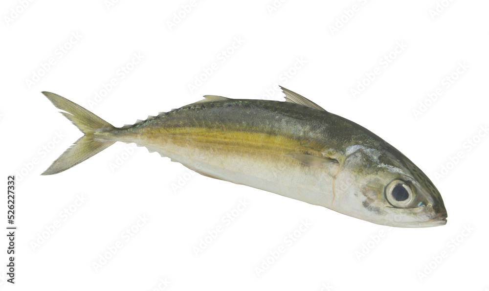 Fresh jack mackerel fish isolated on white background
