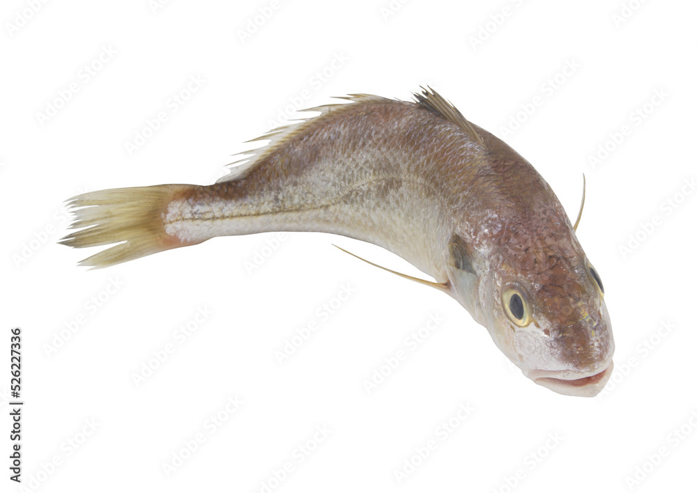 Fototapeta premium Fresh croaker fish isolated on white background