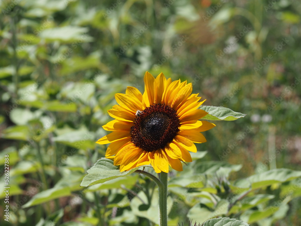 Sunflower Fields Sunflower Fields