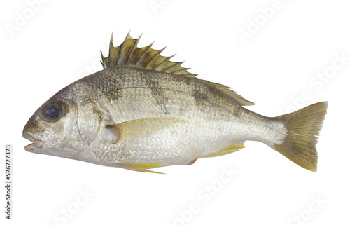 Fresh saddle grunt fish isolated on white background, Pomadasys maculatus