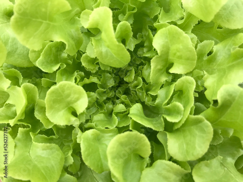 close-up shot of the middle of fresh green oak salad vegetable in full-frame