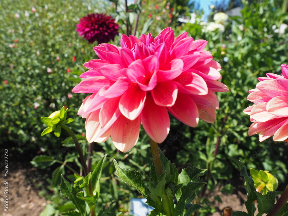 Fototapeta premium Swan Island Dahlias