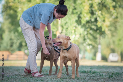 Girl cynologist trains an American pit bull terrier in the park.