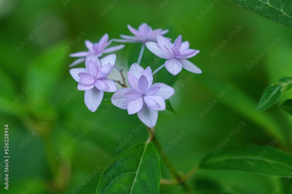 ひっそりと咲く淡い紫のアジサイの花