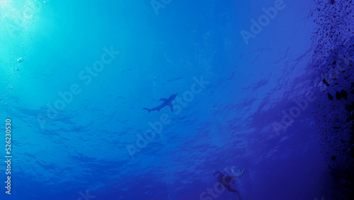 Underwater photo of an Oceanic whitetip shark at the surface