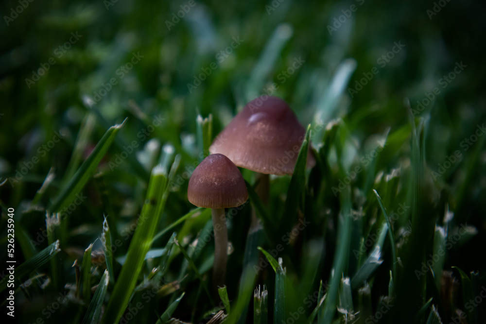 Mushrooms Mushrooms