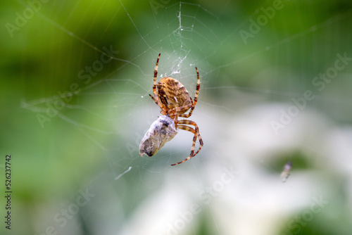 Spider-cross with its prey - a fly wrapped in a web. Wild animals.