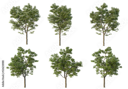 Tree on a transparent background 