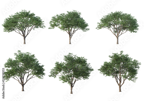 Tree on a transparent background 