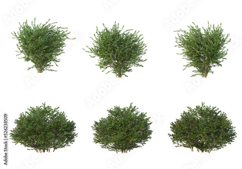 Shrubs and grass on a transparent background 