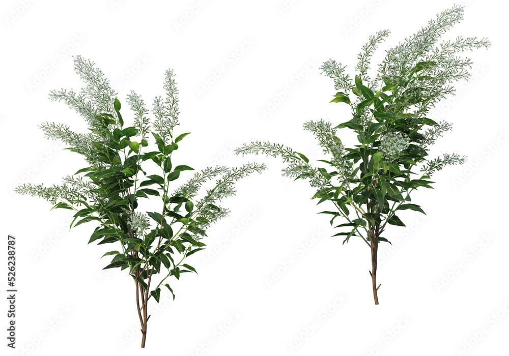 Obraz premium Shrubs and flower on a transparent background 