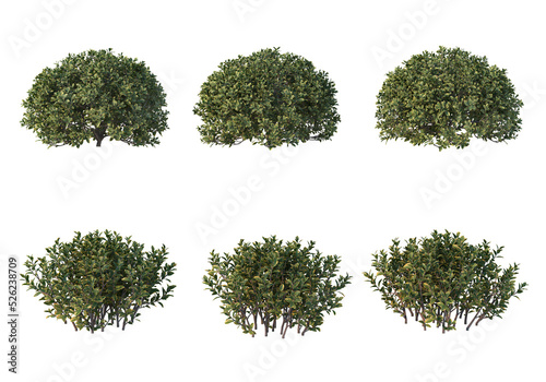 Shrubs and grass on a transparent background 