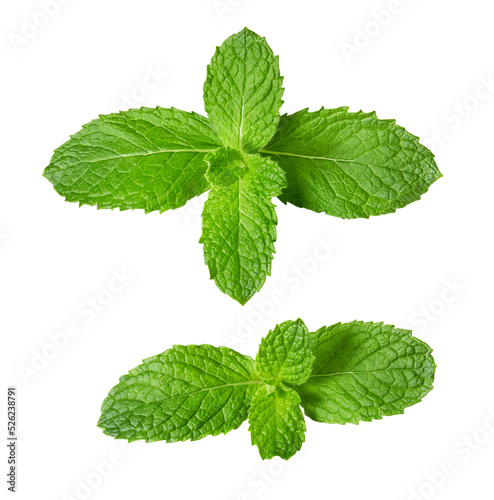 Fresh raw mint leaves isolated on white background photo