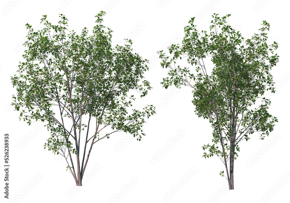 Tree on a transparent background
Tree on a transparent background