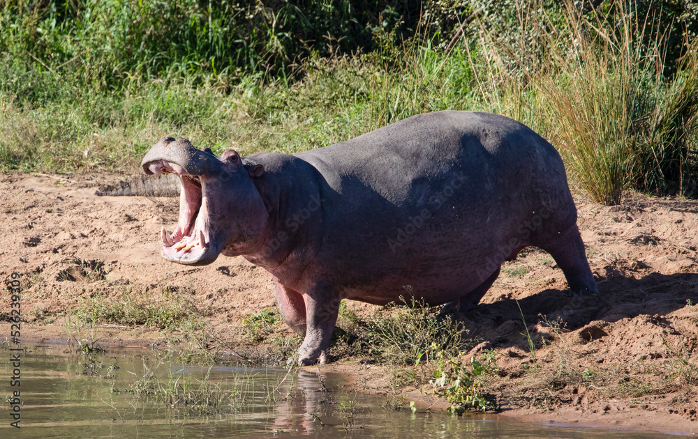 African hippopotamus with its mouth open on the shore of a lake in the African savannah, where African wildlife lives and is a dangerous animal even for safaris. African hippopotamus with its mouth open on the shore of a lake in the African savannah, where African wildlife lives and is a dangerous animal even for safaris.