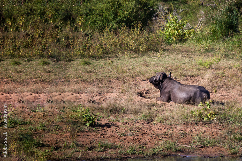 Fototapeta premium A brown buffalo resting on the shore of a lake in the African savannah, this animal that is very attractive for safaris is also one of the five big ones in Africa.