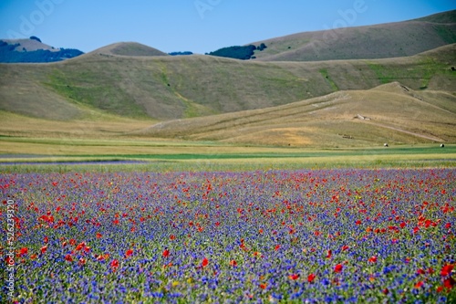 Bild auf Leinwand Fields of Wildflowers of Castelluccio, Italy