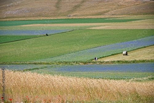 Fields of Wildflowers of Castelluccio  Italy