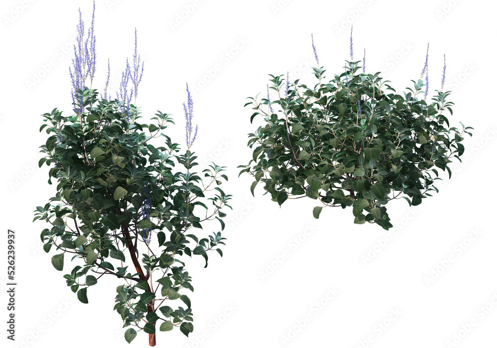 Fototapeta premium Tropical plants on a transparent background 